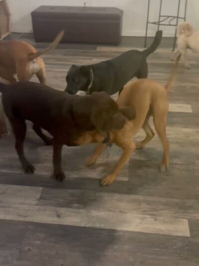 Country Dogs Daycare & Retail Shoppe, Inc. - Clinton, MA