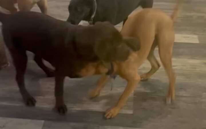Country Dogs Daycare & Retail Shoppe, Inc. - Clinton, MA