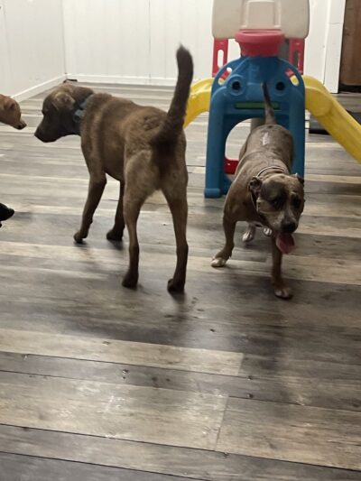 Country Dogs Daycare & Retail Shoppe, Inc. - Clinton, MA