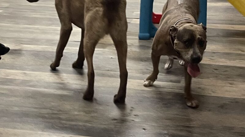 Country Dogs Daycare & Retail Shoppe, Inc. - Clinton, MA