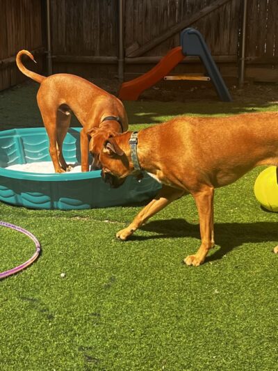 Country Dogs Daycare & Retail Shoppe, Inc. - Clinton, MA