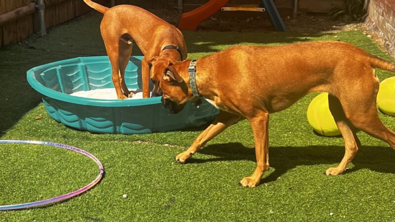 Country Dogs Daycare & Retail Shoppe, Inc. - Clinton, MA