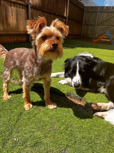 Country Dogs Daycare & Retail Shoppe, Inc. - Clinton, MA
