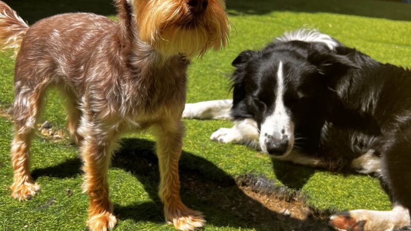 Country Dogs Daycare & Retail Shoppe, Inc. - Clinton, MA