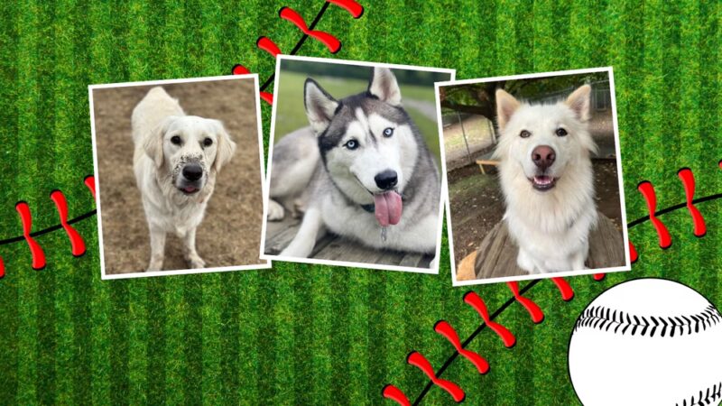 Fenway Bark Dog Resort - Clinton, MA