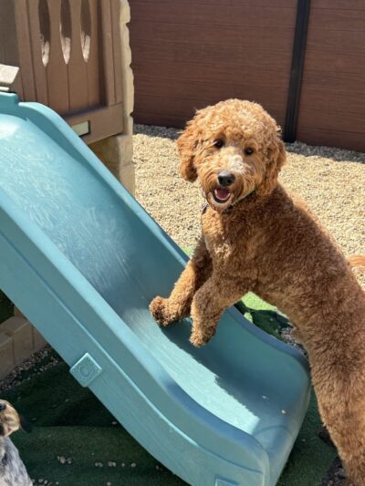 Fenway Bark Dog Resort - Clinton, MA