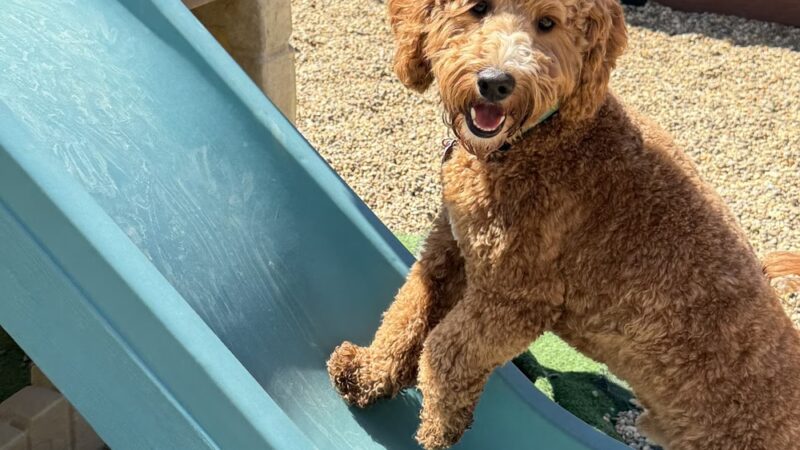 Fenway Bark Dog Resort - Clinton, MA
