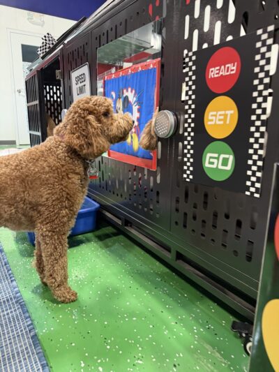 Fenway Bark Dog Resort - Clinton, MA