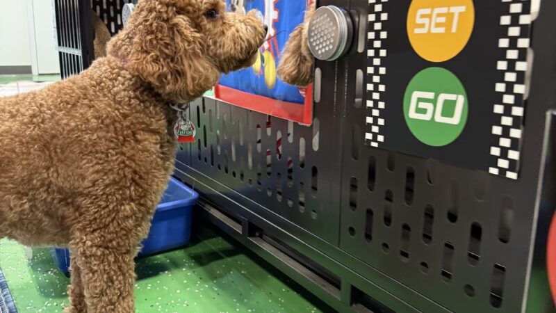 Fenway Bark Dog Resort - Clinton, MA