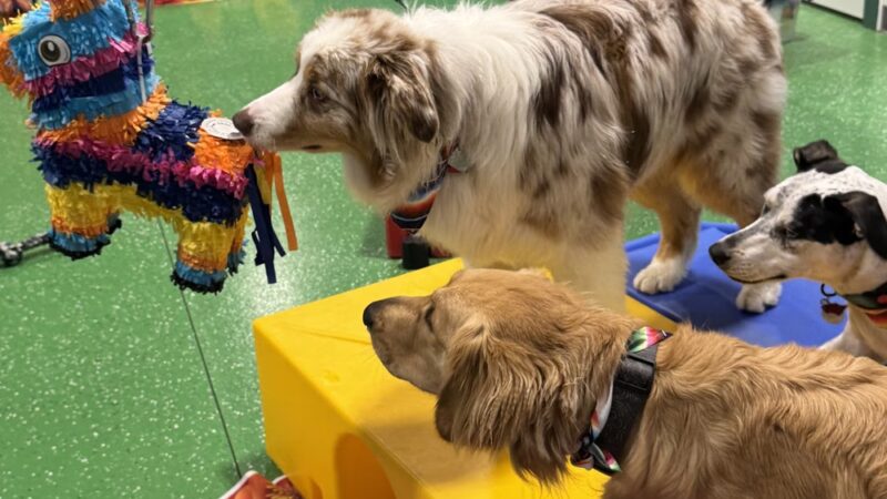 Fenway Bark Dog Resort - Clinton, MA