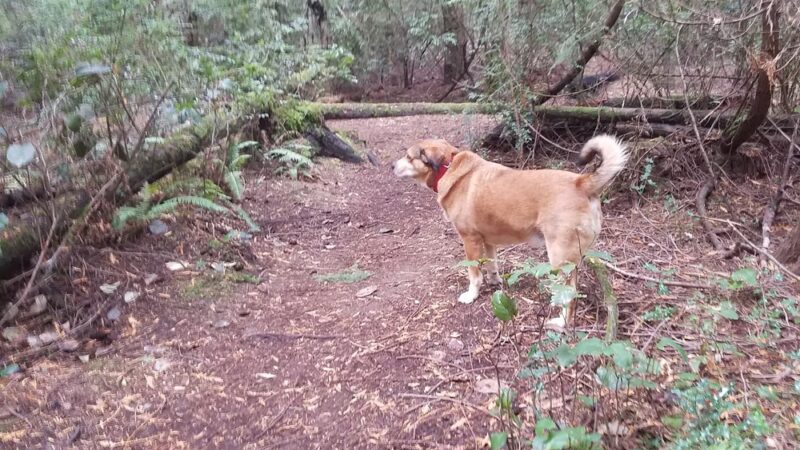 Marguerite Brons Memorial Park - Clinton, WA