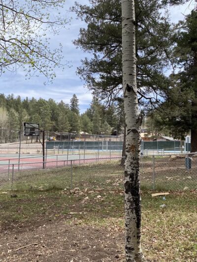 Cloudcroft Dog Park - Cloudcroft, NM