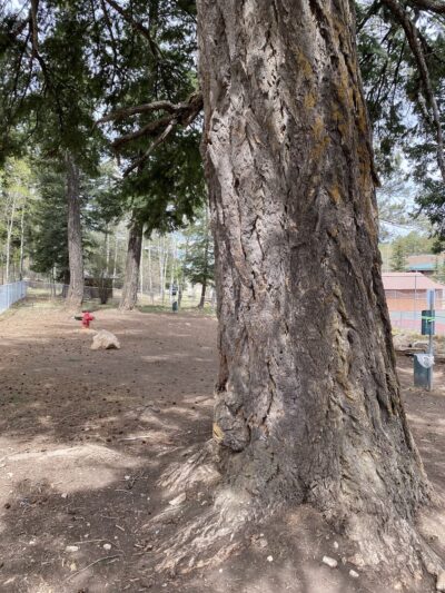 Cloudcroft Dog Park - Cloudcroft, NM