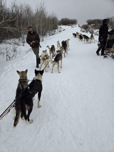 Bear Ridge Adventures (Dog Sledding) - Coalville, UT