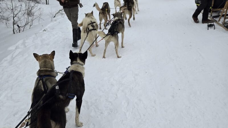 Bear Ridge Adventures (Dog Sledding) - Coalville, UT