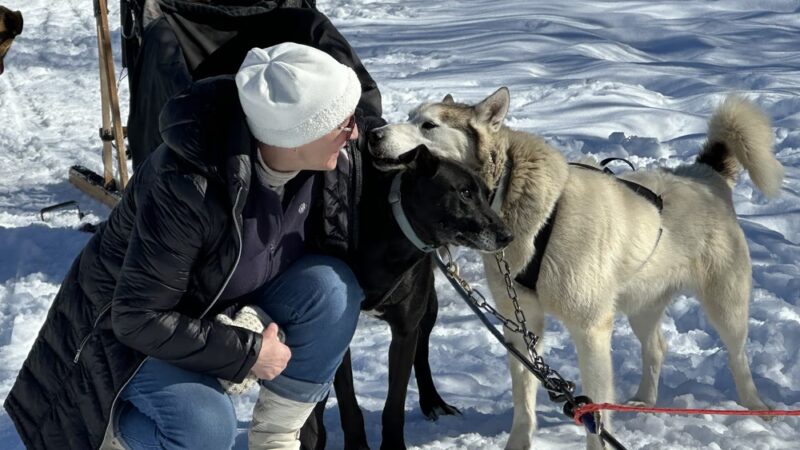 Bear Ridge Adventures (Dog Sledding) - Coalville, UT