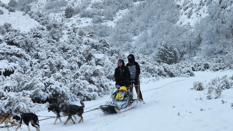 Bear Ridge Adventures (Dog Sledding) - Coalville, UT