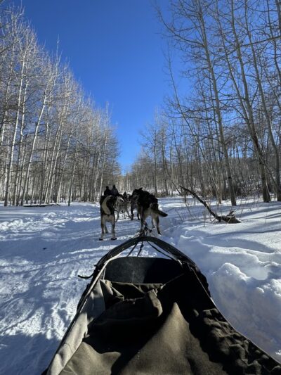 Bear Ridge Adventures (Dog Sledding) - Coalville, UT