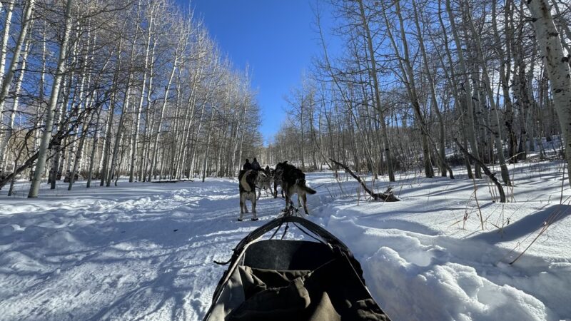 Bear Ridge Adventures (Dog Sledding) - Coalville, UT
