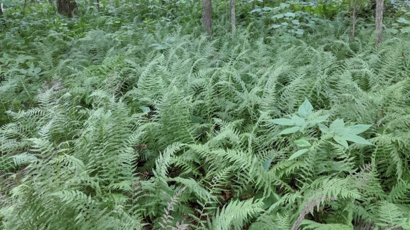 Birch Run Preserve - Coatesville, PA