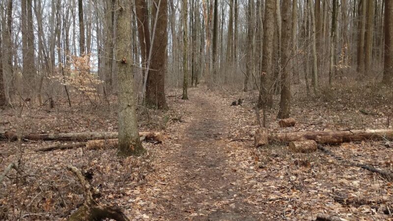 Natural Lands' Sadsbury Woods Preserve - Coatesville, PA