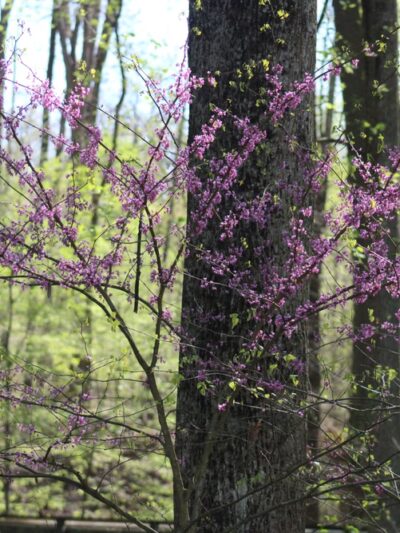 Oregon Ridge Nature Center - Cockeysville, MD