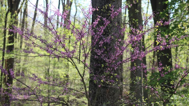 Oregon Ridge Nature Center - Cockeysville, MD