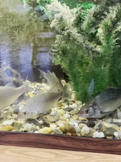 Oregon Ridge Nature Center - Cockeysville, MD