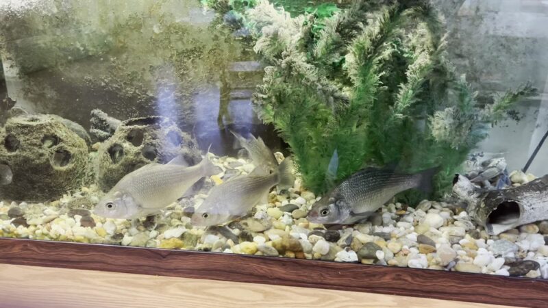 Oregon Ridge Nature Center - Cockeysville, MD