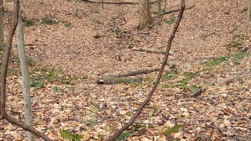 Pot spring Trail Head - Cockeysville, MD