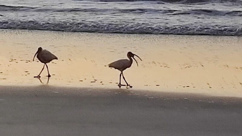 Cocoa Beach Parking - Cocoa Beach, FL
