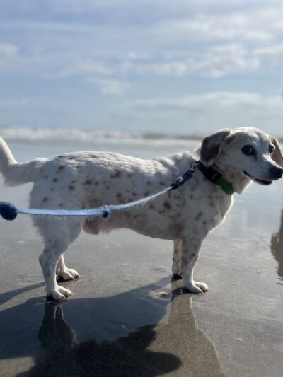 Dog Friendly Beach - Cocoa Beach, FL
