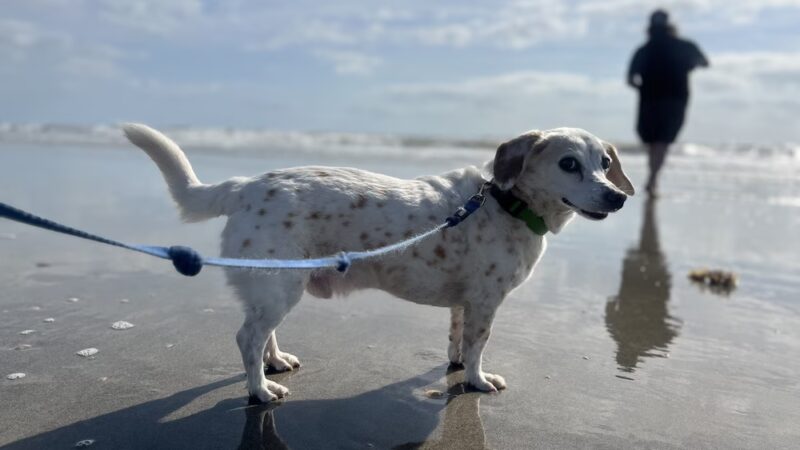 Dog Friendly Beach - Cocoa Beach, FL