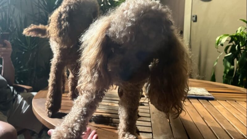 Koa’s Dog House - Cocoa Beach, FL