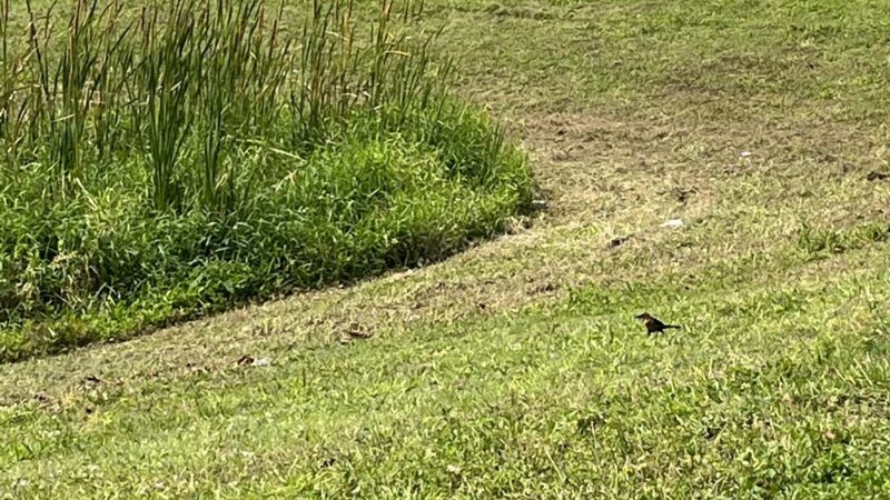 Bracco Pond - Cocoa, FL