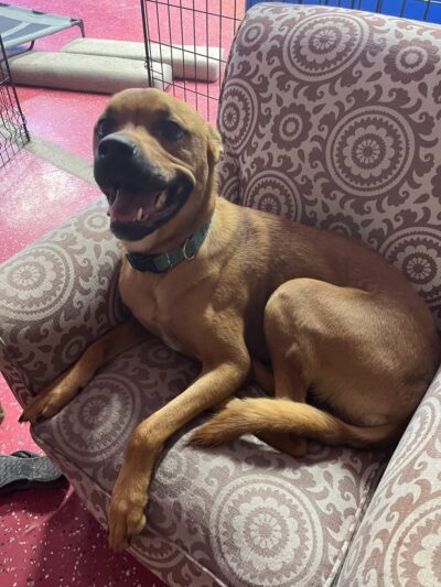 Give A Tail A Wag - Cocoa, FL