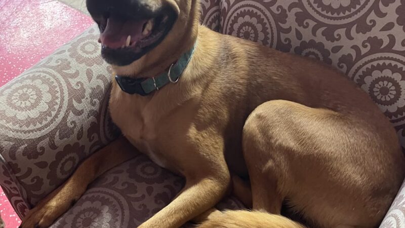 Give A Tail A Wag - Cocoa, FL
