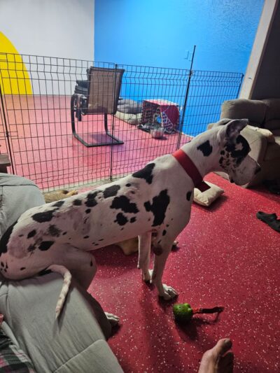 Give A Tail A Wag - Cocoa, FL
