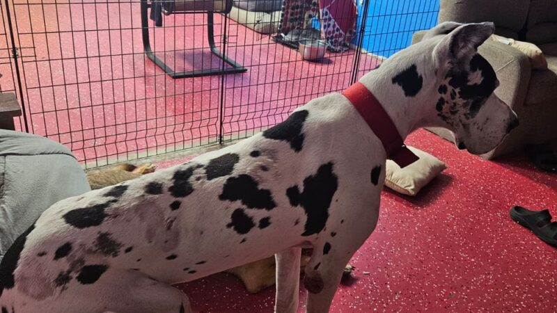 Give A Tail A Wag - Cocoa, FL