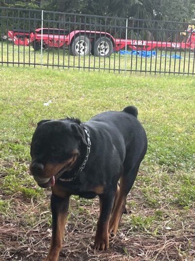 Give A Tail A Wag - Cocoa, FL