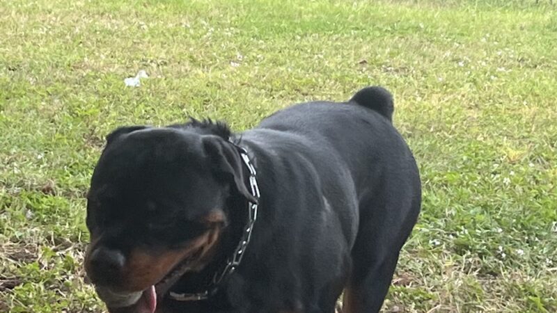 Give A Tail A Wag - Cocoa, FL