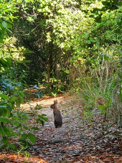 Johnnie Johnson nature trails - Cocoa, FL