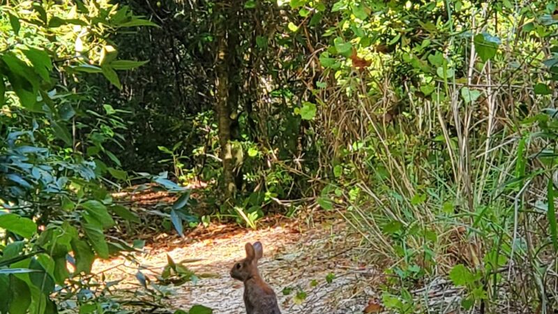 Johnnie Johnson nature trails - Cocoa, FL