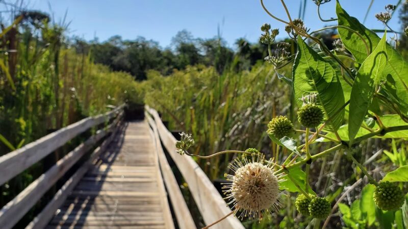 Johnnie Johnson nature trails - Cocoa, FL