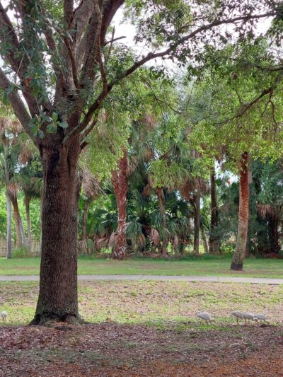 Junny Rios Martinez Park - Cocoa, FL