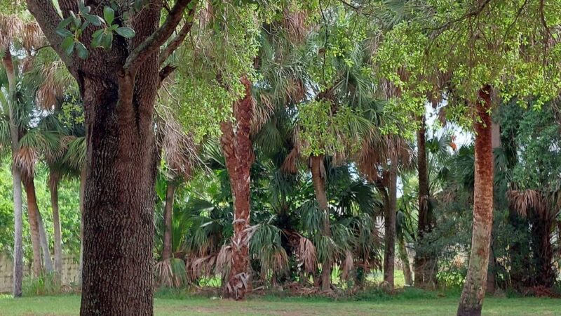 Junny Rios Martinez Park - Cocoa, FL
