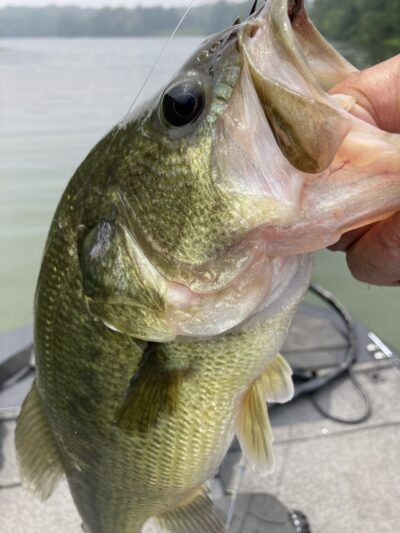 Coffeen Lake State Fish & Wild - Coffeen, IL
