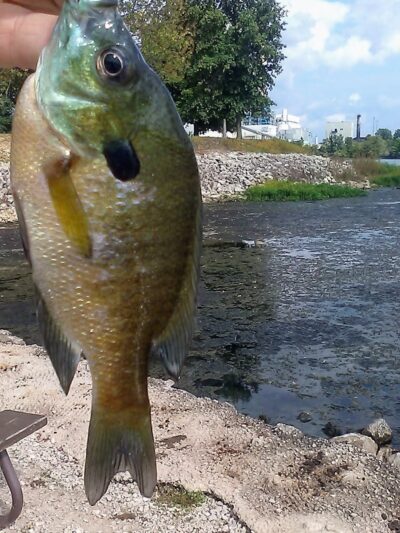 Coffeen Lake State Fish & Wild - Coffeen, IL