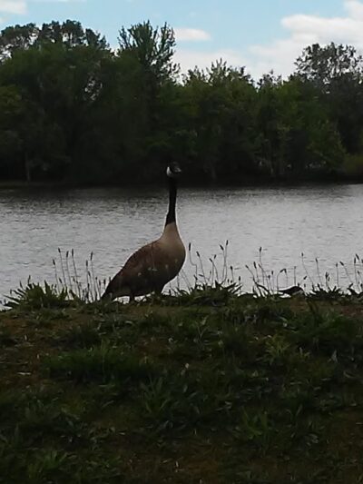 Coffeen Lake State Fish & Wild - Coffeen, IL