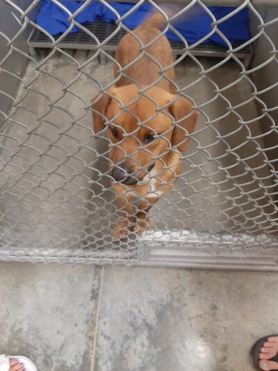 Coffeyville Friends of Animals - Coffeyville, KS